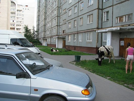Коровы ходят по городу | Авто ВОЛОГДА